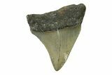 Serrated, Juvenile Megalodon Tooth - North Carolina #338535-1